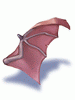   Fable.RO PVP- 2024 -   - Wing of Red Bat |    Ragnarok Online  MMORPG  FableRO: Novice Wings, Cloud Wings, Red Valkyries Helm,   
